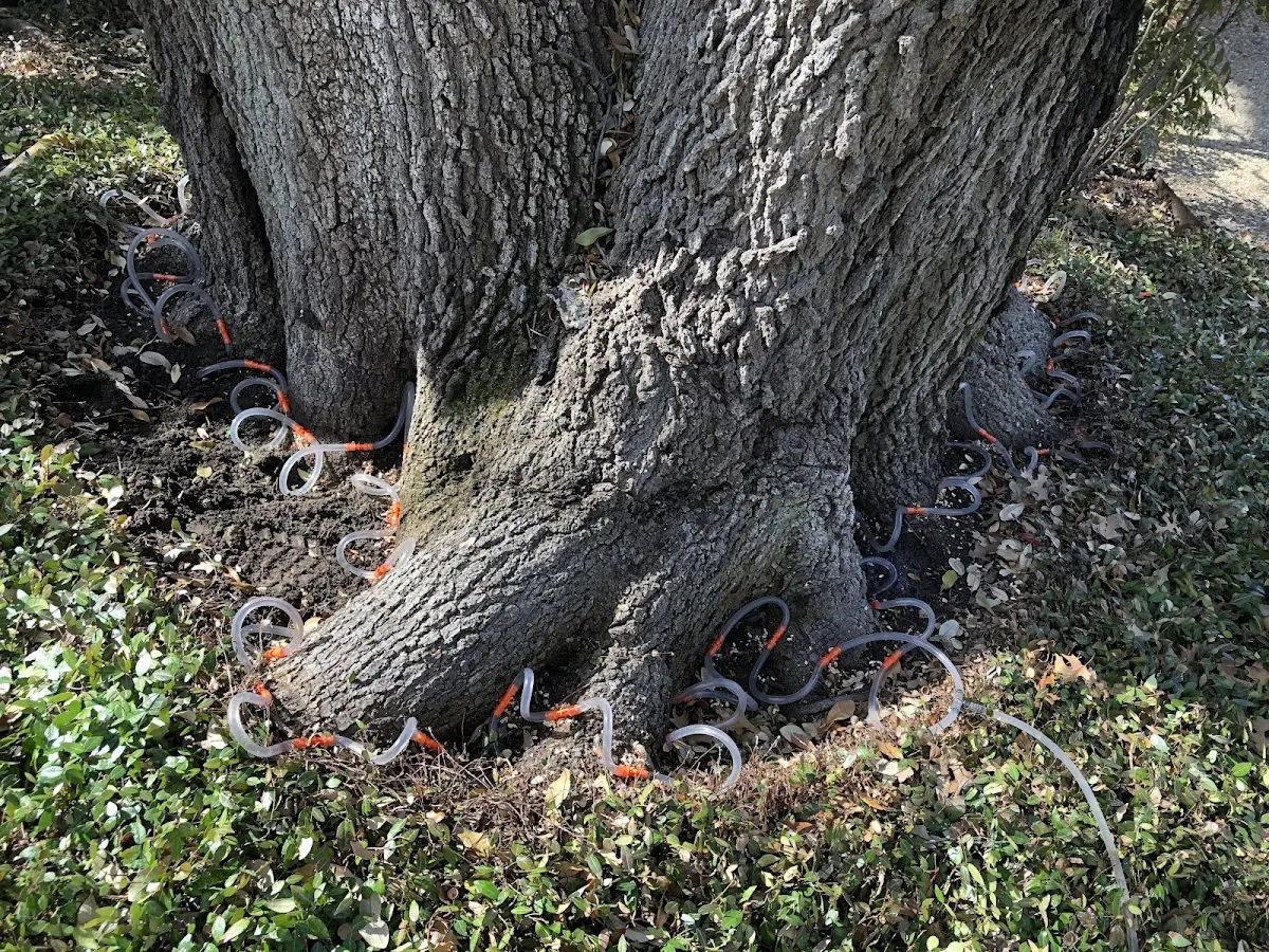 Detailed Tree Cabling and Bracing job site in Tram