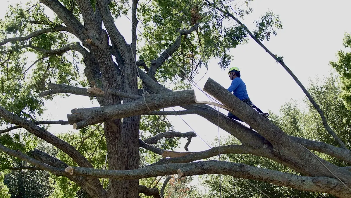 Professional Crown Thinning performed by certified arborists in Tram